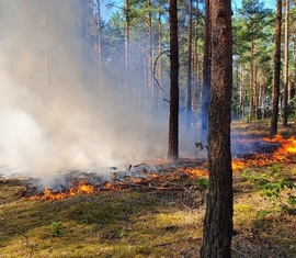 Waldbrand in Groß Kölzig