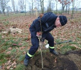 Dann kommt der junge Baum hinein