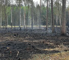 verbrannter Waldboden - Preschen Mai 2025