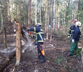 Sägearbeiten von Windbruch